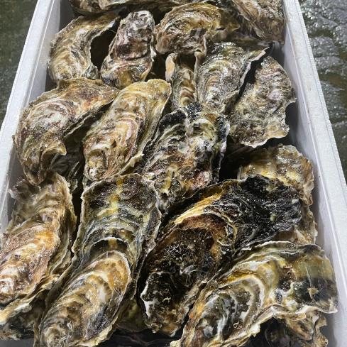 噴火湾産の殻付き牡蠣